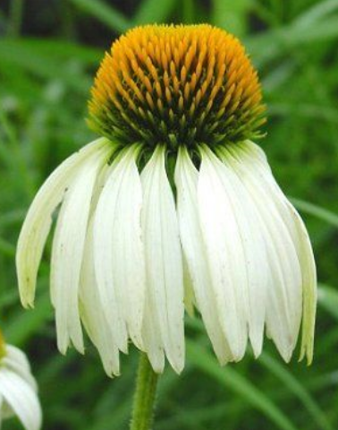 White Echinacea purpurea flower images.PNG