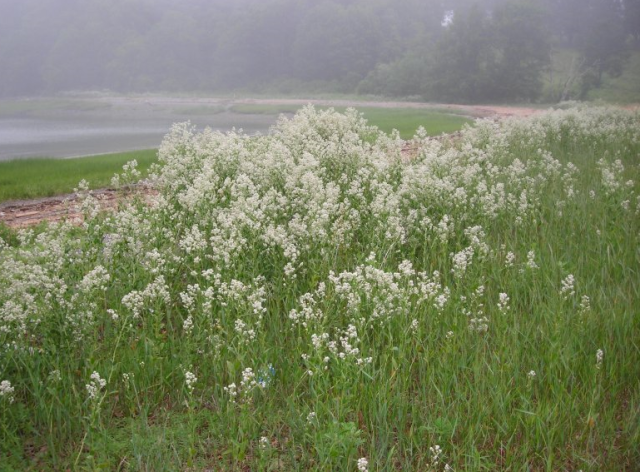 White flower field images.PNG
