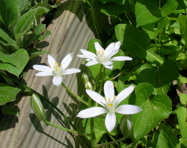 White flowers picture in the sun.PNG