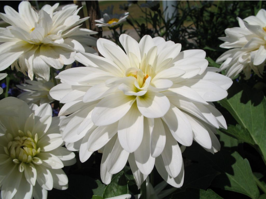 White garden flowers photos.PNG