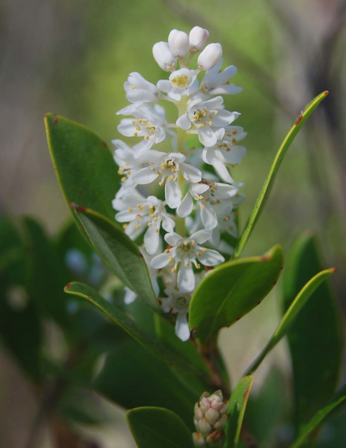 White garden flowers with green leaves.PNG