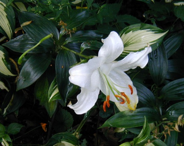 White Lilium flower images.PNG