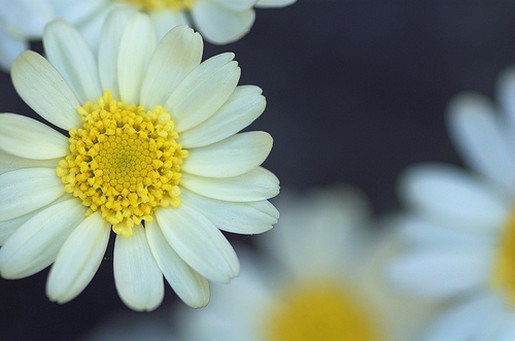 lemon yellow daisies.jpg