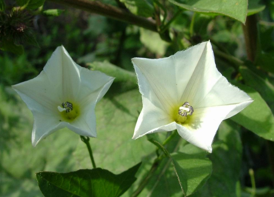 White star shaped flowers pictures.PNG