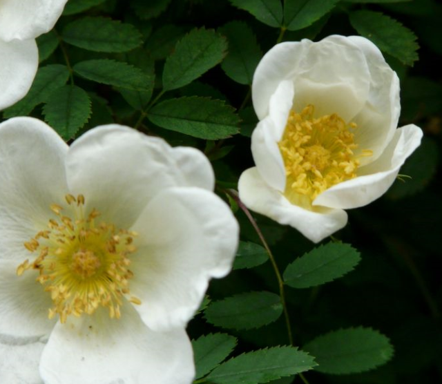 Yellow center white flowers photo.PNG