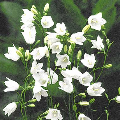 Campanula rotundifolia White Gem.PNG