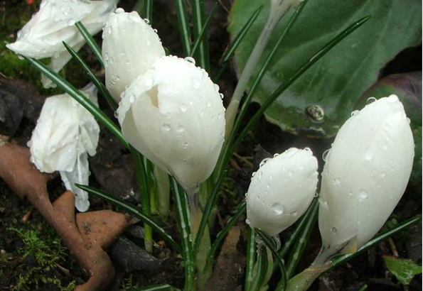 Cool flower shape of white crocus flowers.PNG