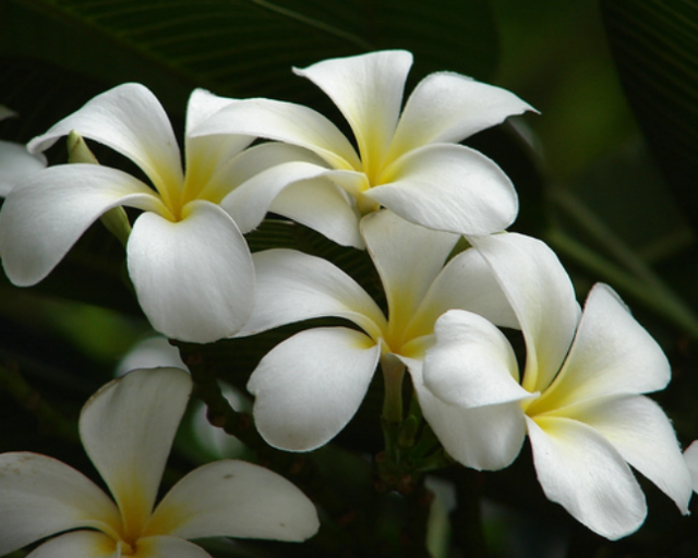 Creamy white Frangipani flowers pictures.PNG