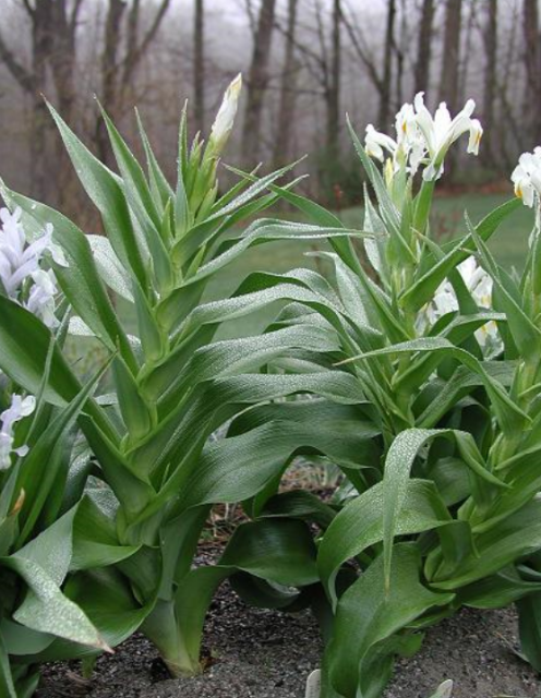 Garden white flowers image.PNG