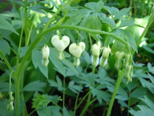 Image of  white bleeding heart.PNG