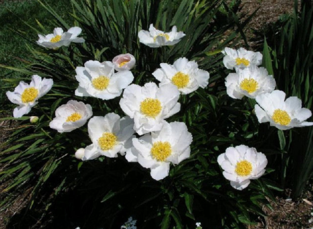 Images of Paeonia Lactiflora Flowers.PNG