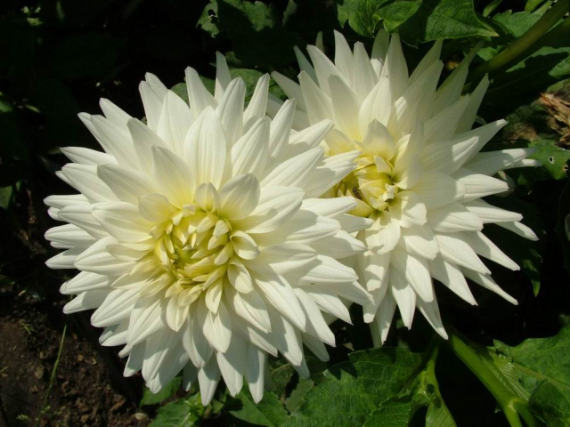 Light yellowish white flowers images.PNG