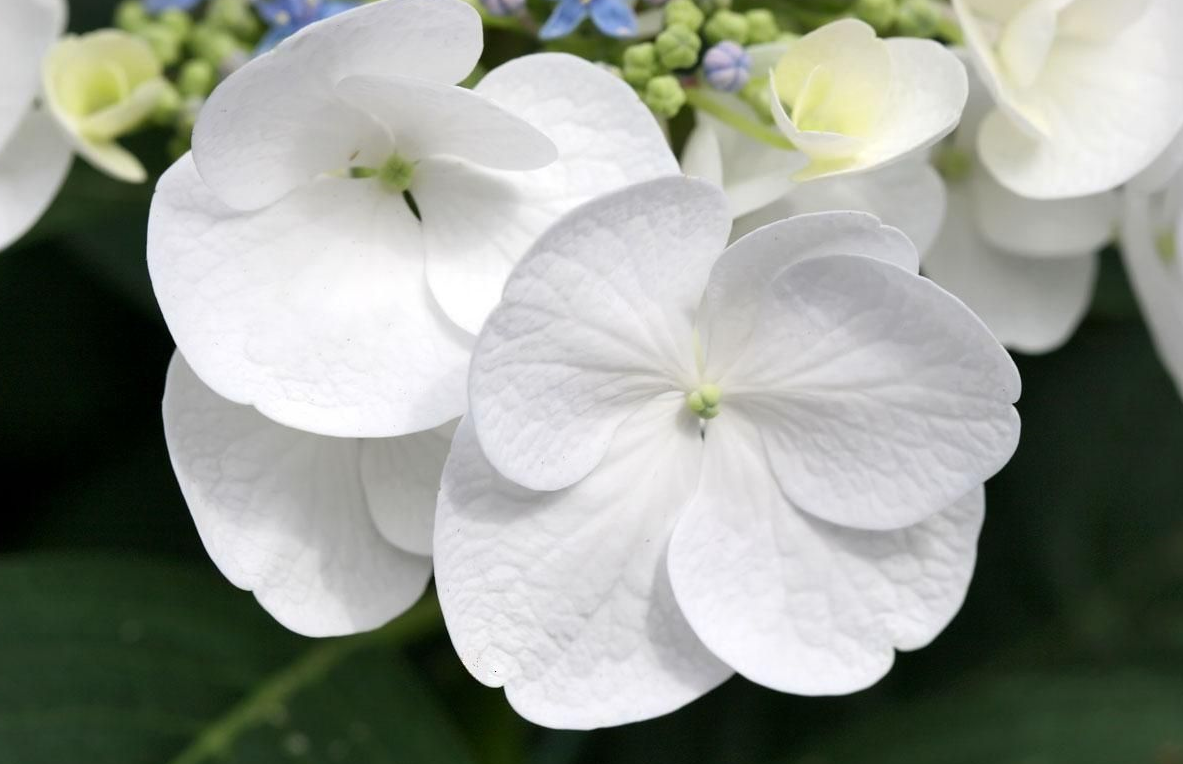 Photo of white flowers garden.PNG