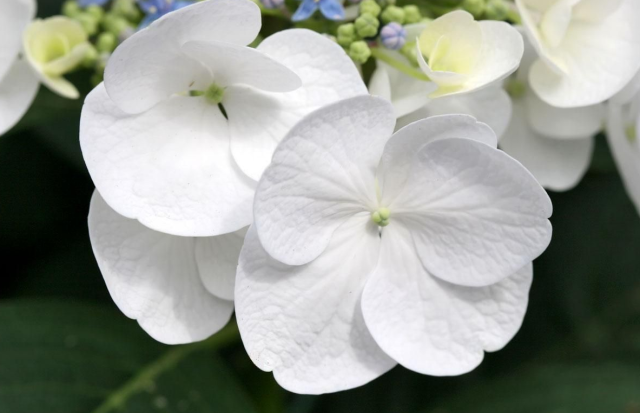 Photo of white flowers garden.PNG