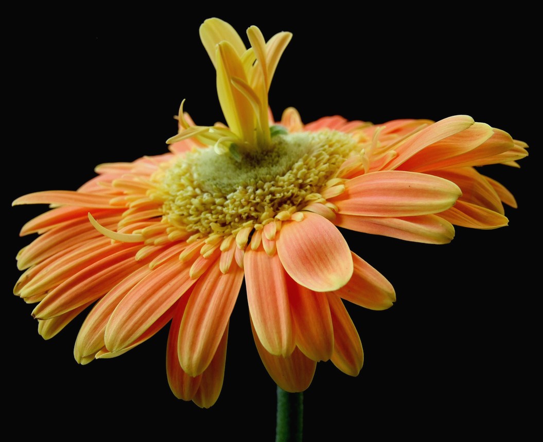 interesting looking daisy flower.jpg