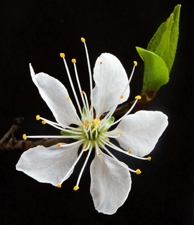 Photos of white flower.PNG