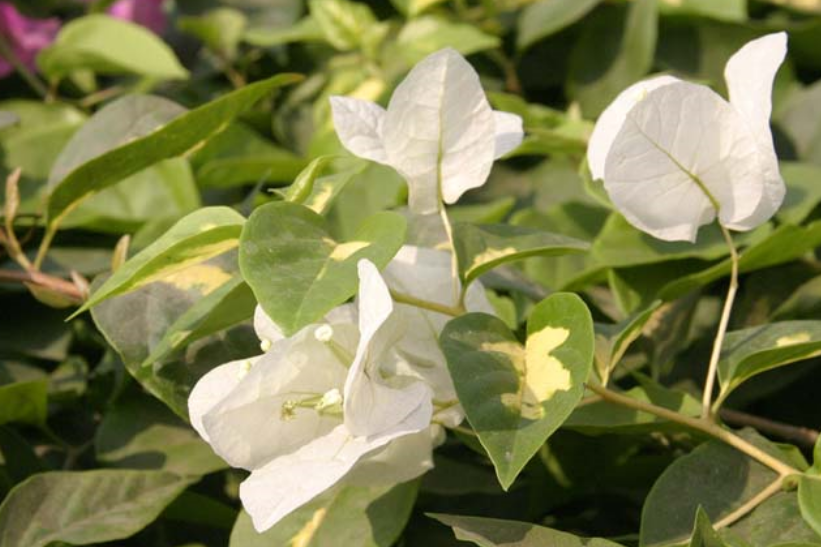 Picture of garden tropical white flowers.PNG