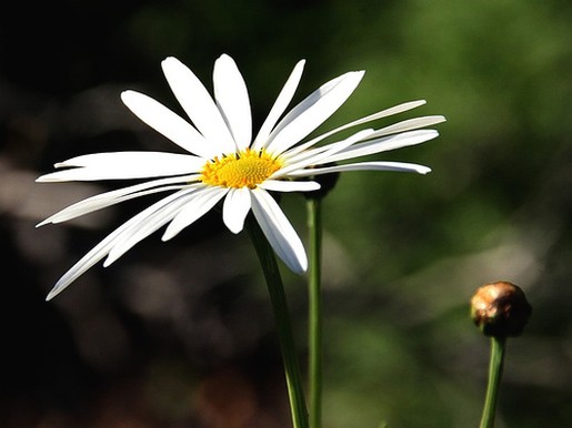 image of white daisy flowers.jpg