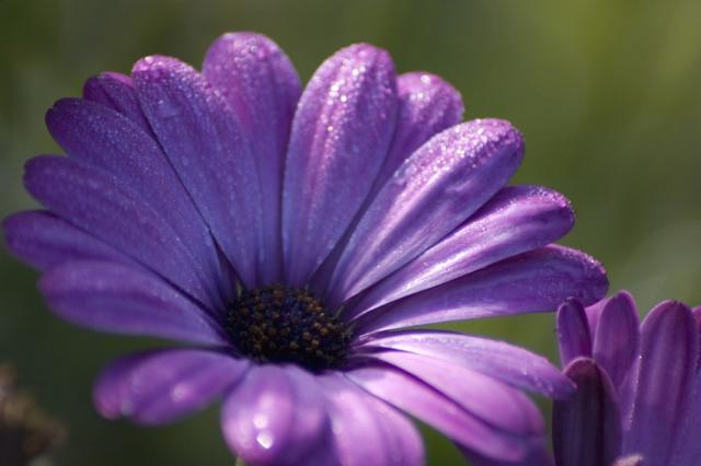 image of purple daisy.jpg