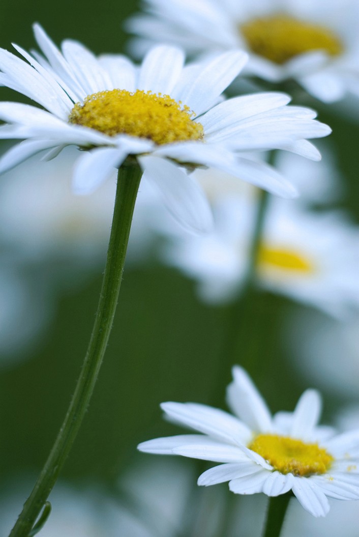 image of flower daisy.jpg