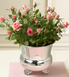Light small roses valentines flowers with silver pot.PNG