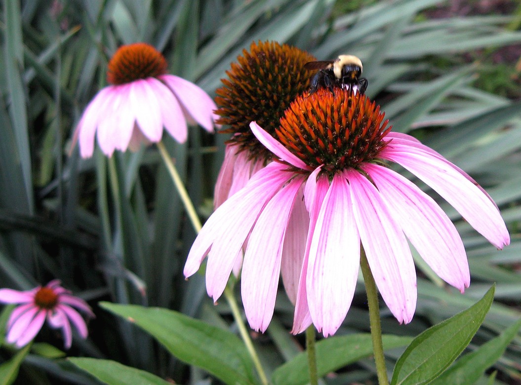 image of daisy flowers with a bee.jpg