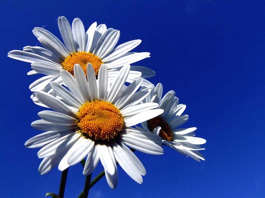 image of daisies.jpg