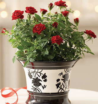 Small roses flowers for valentine days.PNG