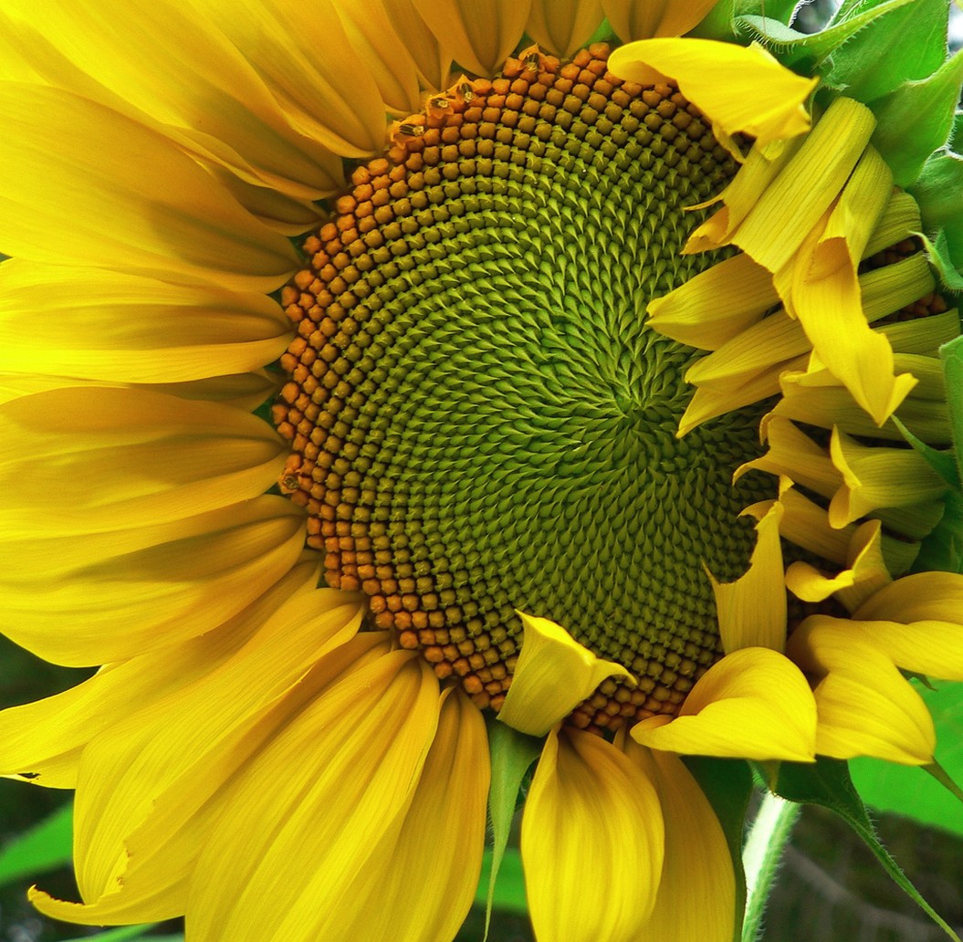 half open daisy flower.jpg