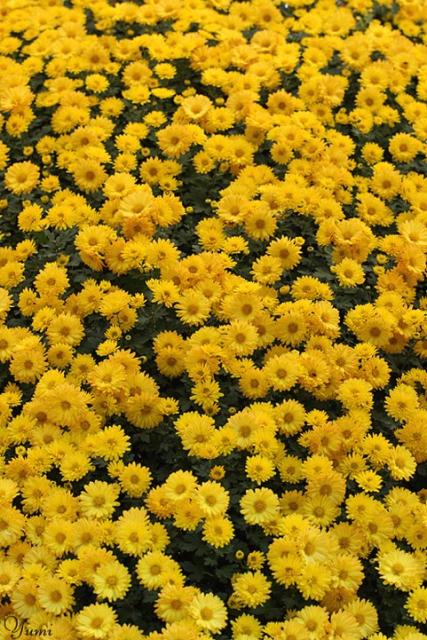 golden yellow daisy flowers field.jpg