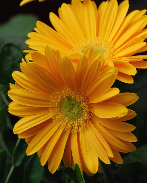 golden orange daisy flowers.jpg