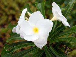 5 Petal White Flower Yellow Center is Plumeria in Roatan Honduras.jpg
