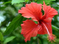 Red Hibiscus Flower from Roatan Honduras.jpg