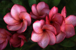 Hawaiian Flowers Picture Gallery