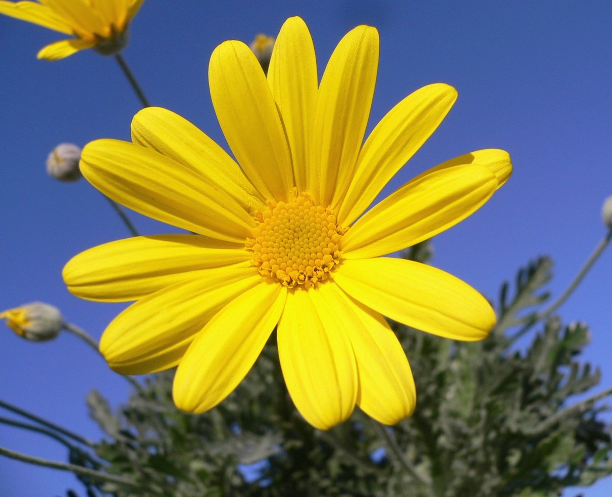 golden daisy photo.jpg