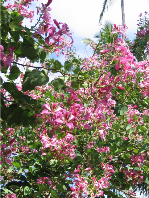 Light pink hawaiian flowers tree.PNG