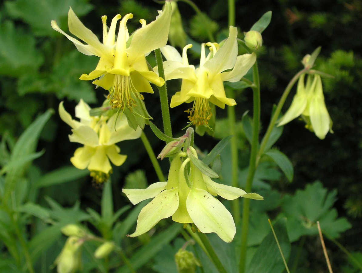 Yellow columbine flowers photos.PNG