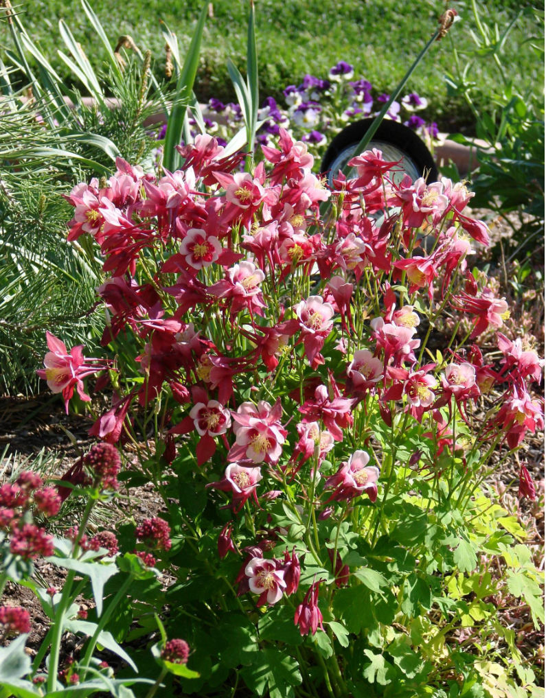 Red and light pink Columbine flowers image.PNG