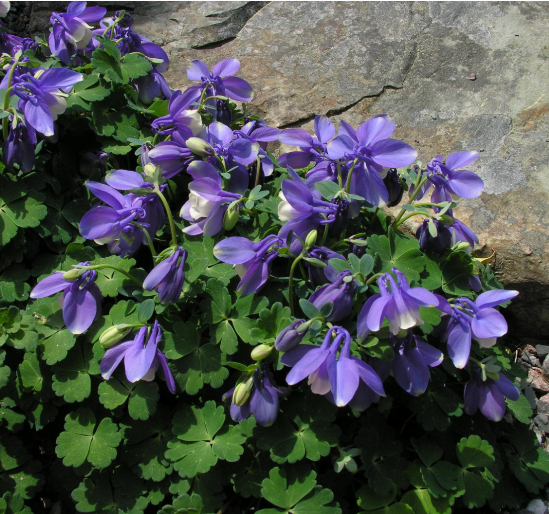 White and purple spring flowers columbine.PNG