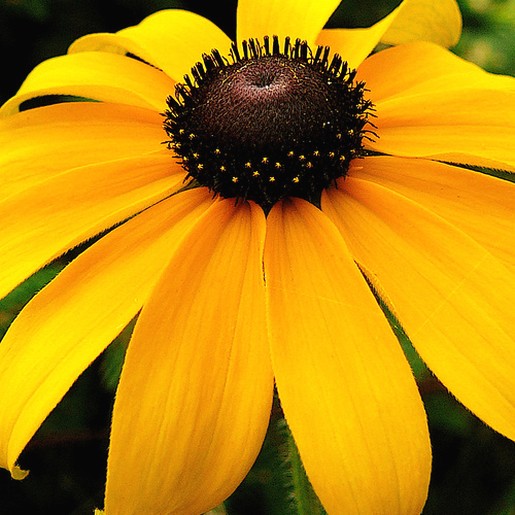 golden daisy flower with black eye picture.jpg