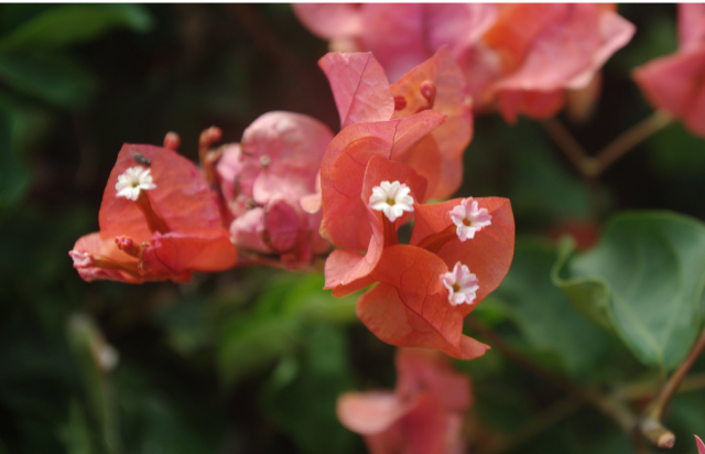 Pretty hawaiian flowers in dark peachish red.PNG