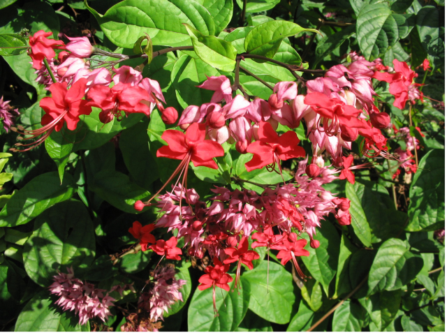 Red Hawaiian flowers tree.PNG