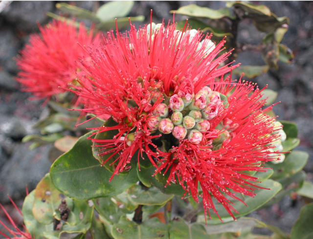 Red Ohia lehua flowers picture.PNG