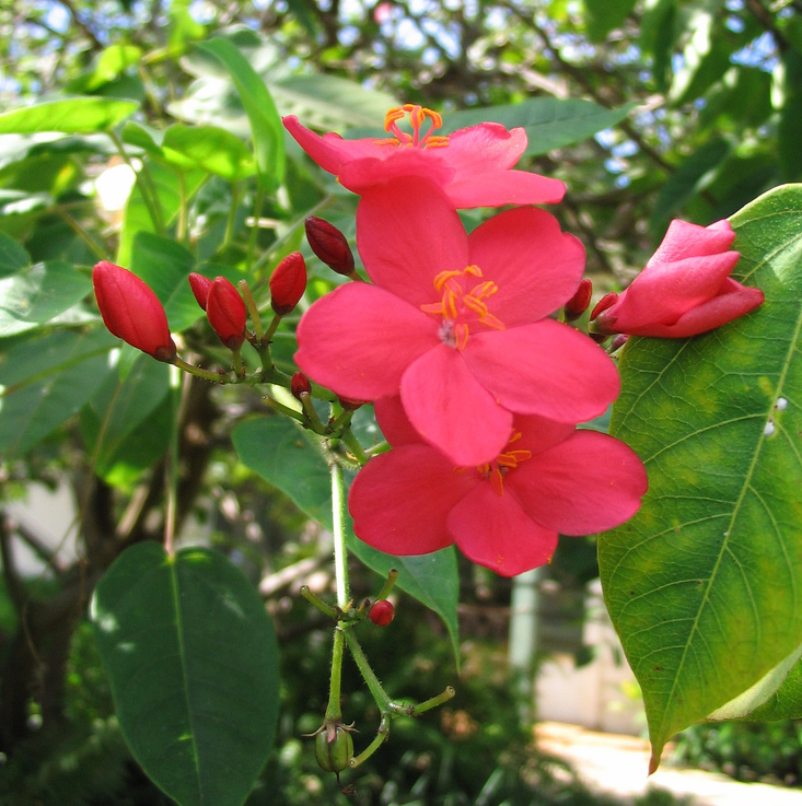 Rich redish pink hawaiian flowers images.PNG