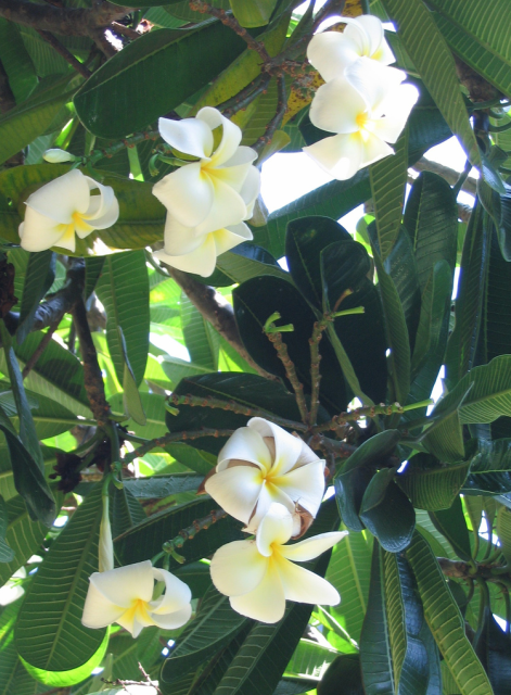 Smelling good hawaiian flowers  in white and yellow patterns.PNG