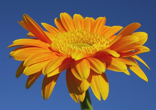 golden daisy flower picture.jpg