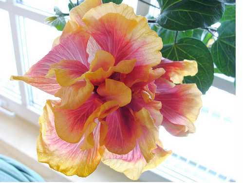 Two toned hibiscus rosa sinensis gator magic flower photo.PNG