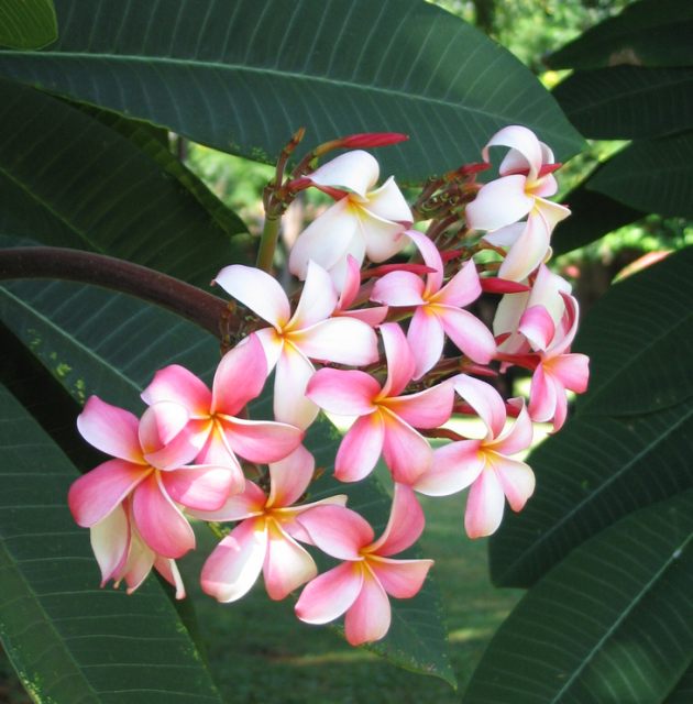 White and pink hawaiian flowers smelling good.PNG