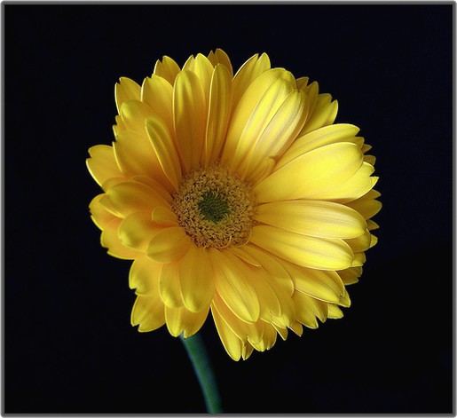 golden daisy flower picture with yellow center.jpg