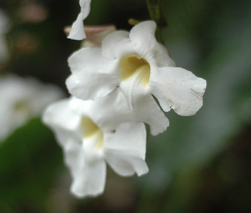 White Hawaiian flowers images.PNG